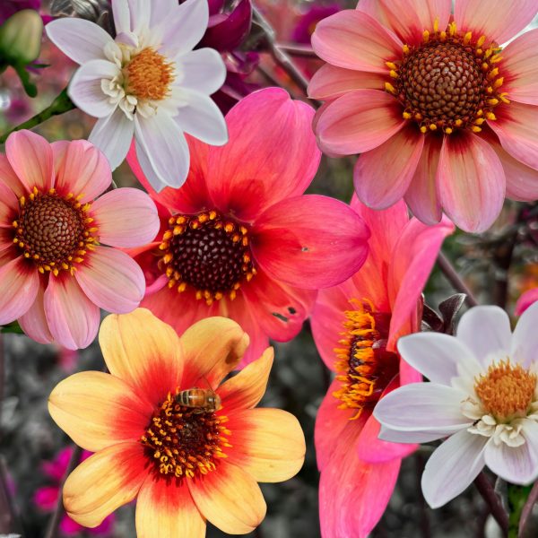 Dahliaknollen - Set van 3 - Dahlia'Happy Single Mix'