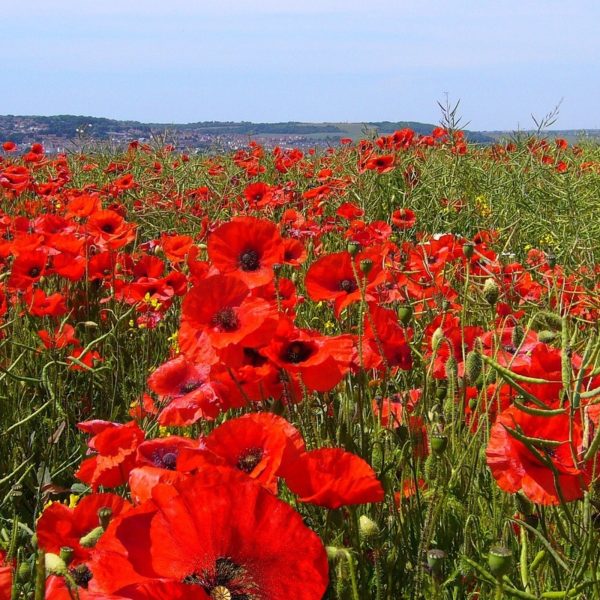 Oosterse klaproos - Set van 10 - Papaver orientale - Wortelstokken