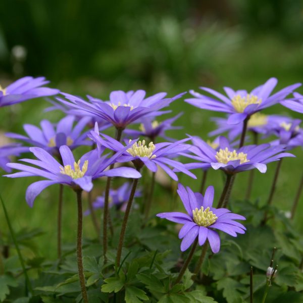 Anemoon - Set van 45 - Anemone coronaria'Blue Shades'- Bloembollen - Blauw