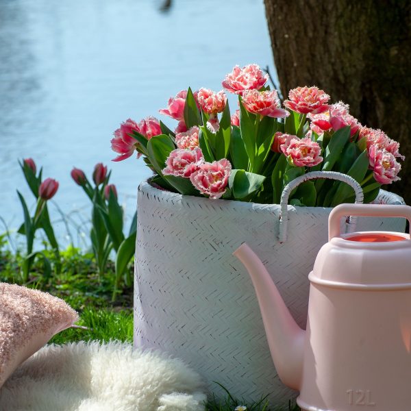 Tulpenbollen - Set van 15 - Tulipa'Queensland'- Bloembollen - Roze