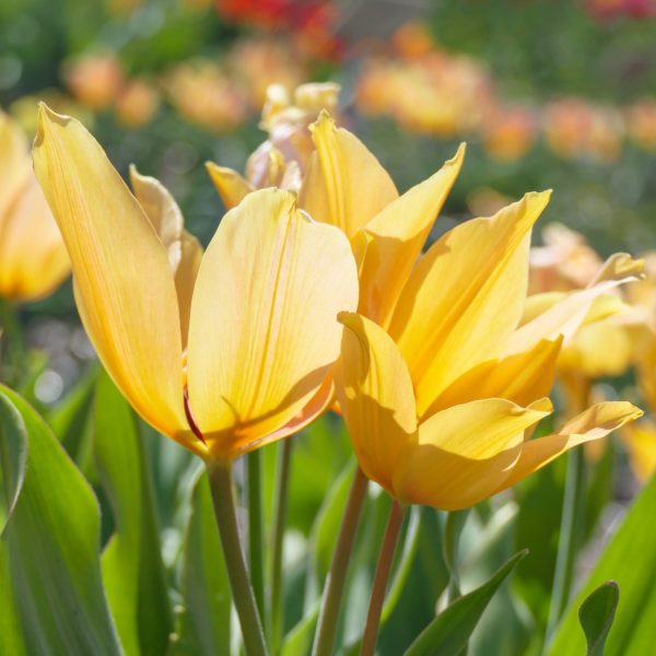 Tulpenbollen - Set van 40 - Tulipa'Prastants Shogun'- Bloembollen - Oranje