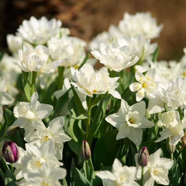 Narcissen - Set van 30 - Narcissus'Mount Hood'- Bloembollen - Wit