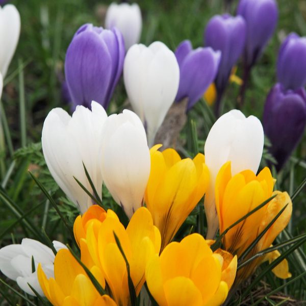 Krokusbollen - Set van 120 - Crocus Mix - Bloembollen