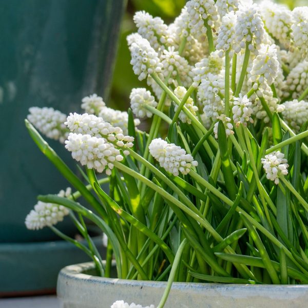 Blauwe Druifjes - Set van 50 - Muscari'White Magic'- Bloembollen - Wit