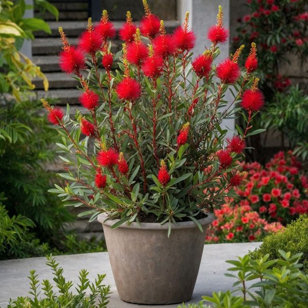 Lampenpoetsersplant - Set van 2 - Callistemon Splendens - Hoogte 40-50cm -⌀19cm