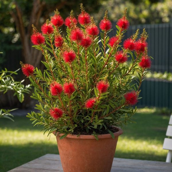 Lampenpoetsersplant - Callistemon citrinus'Splendens'- Hoogte 80-90cm -⌀24cm