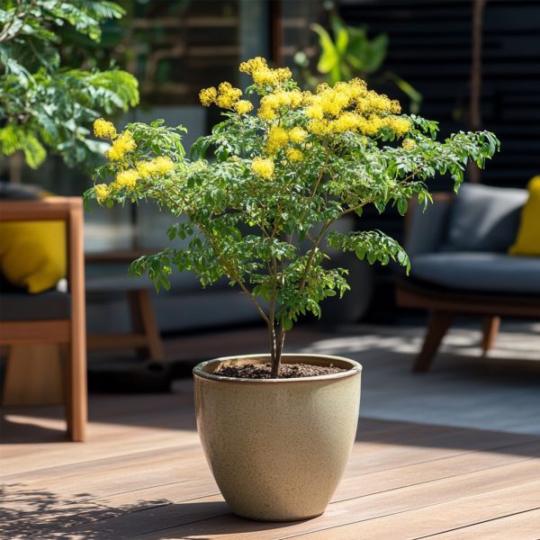 Acacia - Mimosa dealbata - Hoogte 40-50cm -⌀15cm