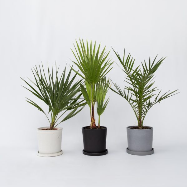 Tuinpalm - Set van 6 - Phoenix Chamaerops Washingtonia - Hoogte 50-70cm -⌀15cm