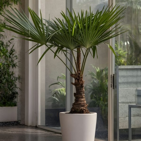 Chinese Waaierpalm - Set van 2 - Trachycarpus Fortunei - Hoogte 65-75cm -⌀21cm