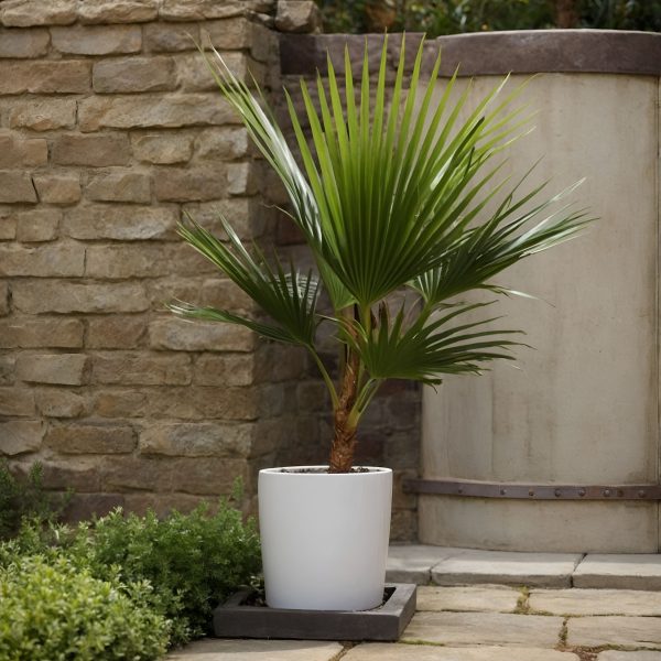 Mexicaanse waaierpalm - Washingtonia robusta - Hoogte 70-90cm -⌀21cm