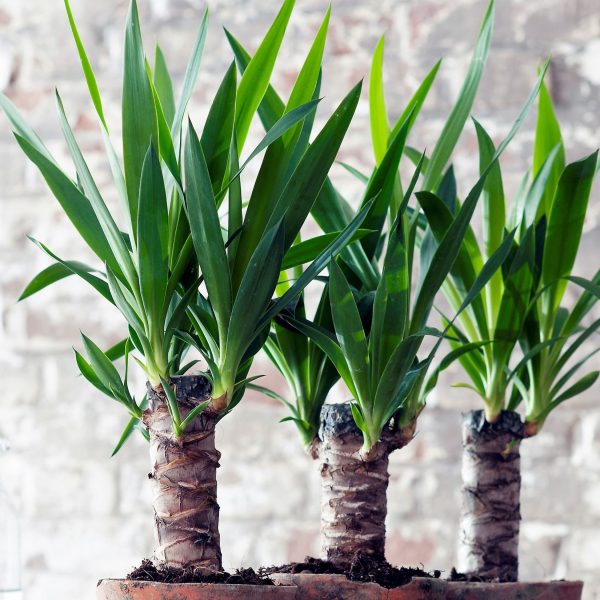 Palmlelie - Set van 6 - Yucca elephantipes - Hoogte 50-60cm -⌀14cm