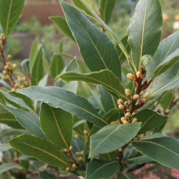 Laurierboom - Laurus nobilis - Hoogte 60-70cm -⌀17cm