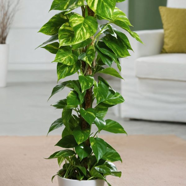 Drakenklimop - Set van 2 - Epipremnum'Aureum'- Hoogte 80-90cm -⌀21cm