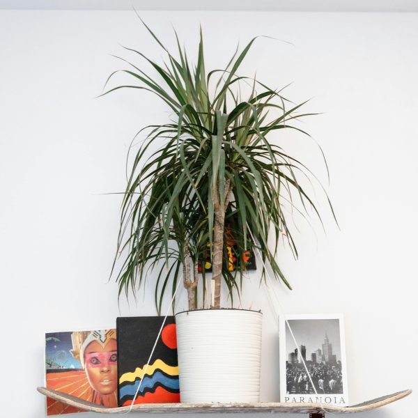 Drakenbloedboom - Set van 2 - Dracaena'Magenta'- Hoogte 70-80cm -⌀17cm