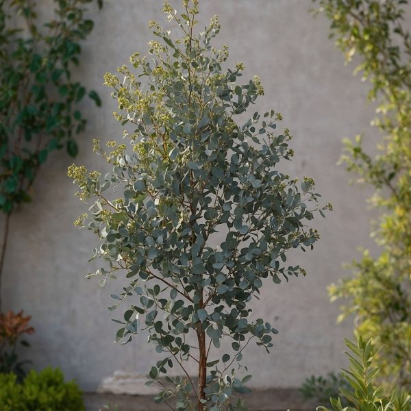 Gomboom - Eucalyptus'Gunnii'- Hoogte 55-65cm -⌀17cm