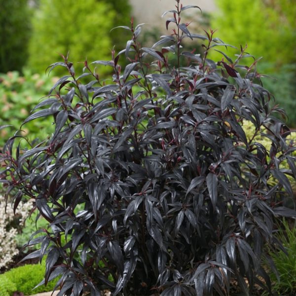 Trompetkruid - Set van 2 - Strobilanthes‘Brunetthy’ - Hoogte 25-40cm - ⌀17cm