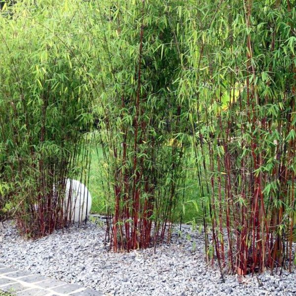 Kleurrijke Bamboe - Set van 3 - Fargesia'Asian Wonder'- Hoogte 25-40cm -⌀13cm