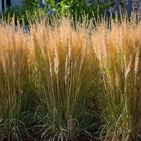 Struisriet - Calamagrostis'Karl Foerster'- Hoogte 40-60cm -⌀23cm