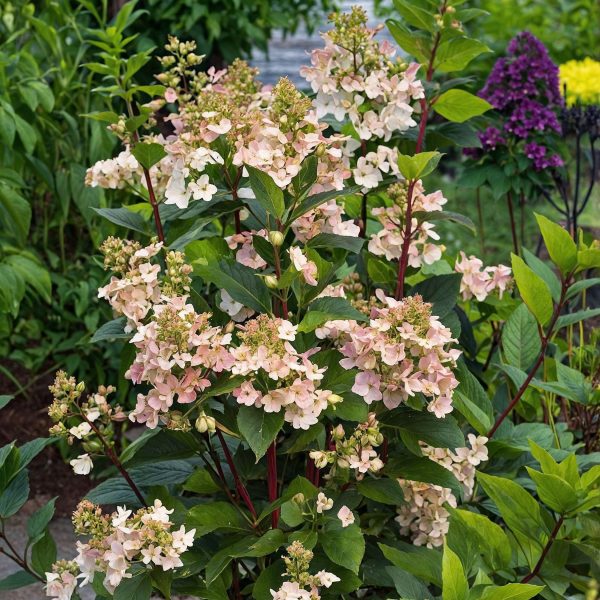 Pluimhortensia - Hydrangea paniculata'Early Harry'- Hoogte 25-40cm -⌀19cm