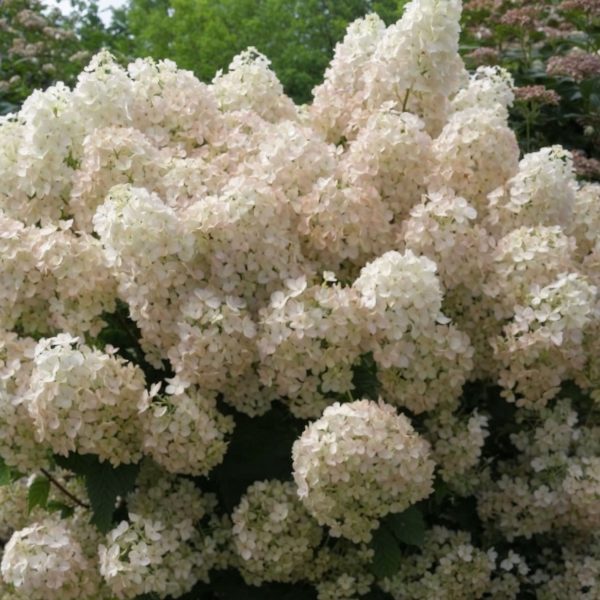 Pluimhortensia - Hydrangea paniculata'Bobo'- Hoogte 25-40cm -⌀19cm