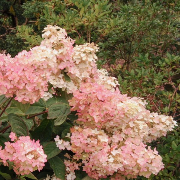 Pluimhortensia - Set van 3 - Hydrangea'Pink Lady'- Hoogte 25-40cm -⌀9cm