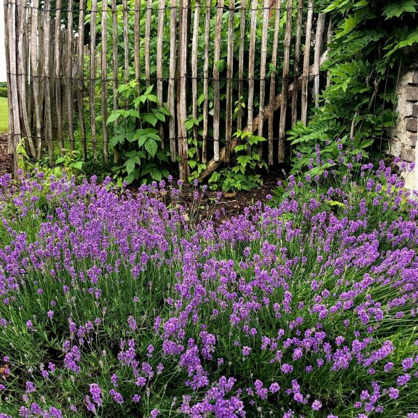 Lavendel - Set van 12 - Lavandula angustifolia - Hoogte 10-15cm -⌀10,5cm