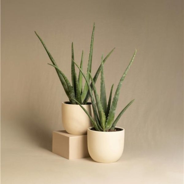 Aloë vera - Set van 3 - Aloe barbadensis - Hoogte 25-40cm - ⌀10,5cm