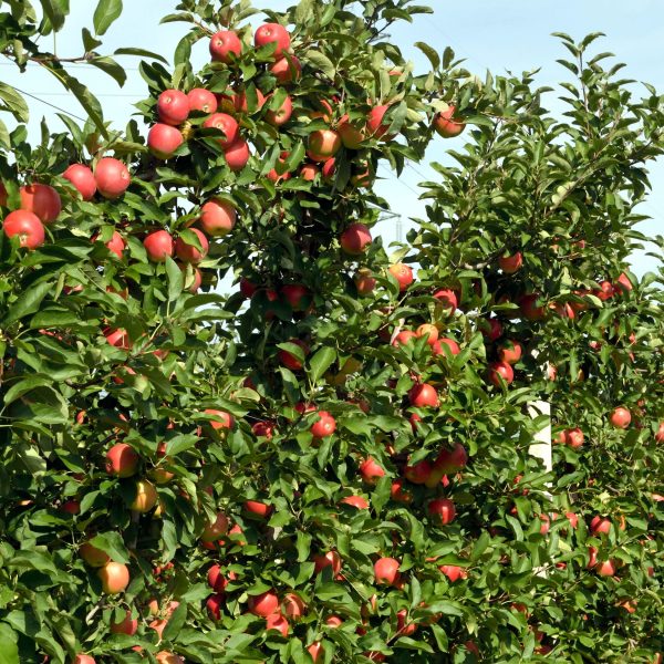 Appelboom-mix - Set van 3 - Malus - Hoogte 60-70cm -⌀9cm