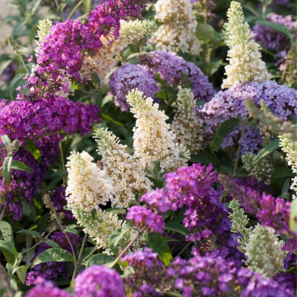 Vlinderstruik - Set van 3 - Buddleja davidii - Hoogte 25-40cm -⌀9cm