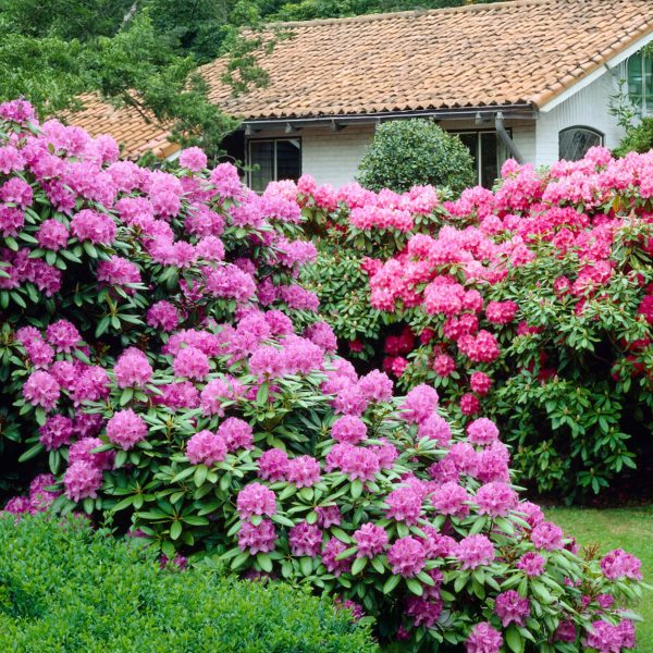 Rhododendrons - Set van 6 - Rhododendron catawbiense - Hoogte 25-40cm -⌀9cm