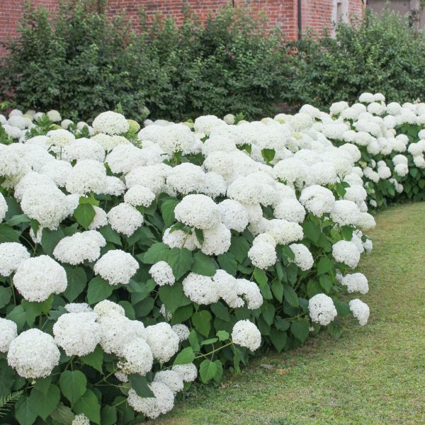 Bolhortensia - Set van 3 - Hydrangea macrophylla'Wudu'- Hoogte 25-40cm -⌀9cm