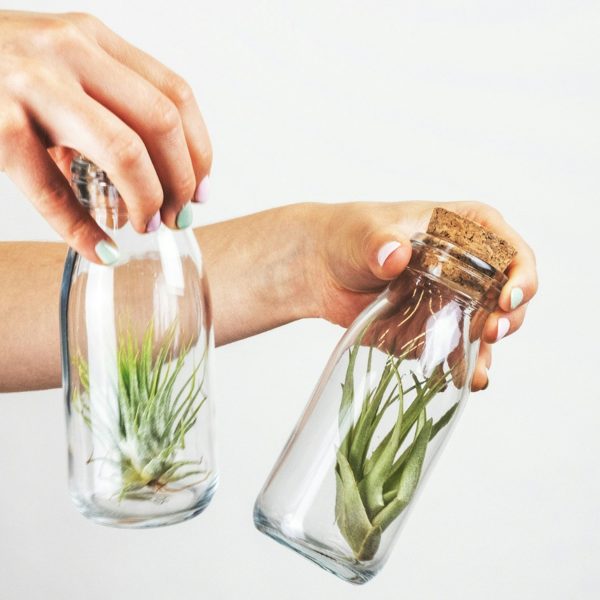 Luchtplantjes in glas - Set van 3 - Tillandsia - Hoogte 5-15cm -⌀5cm