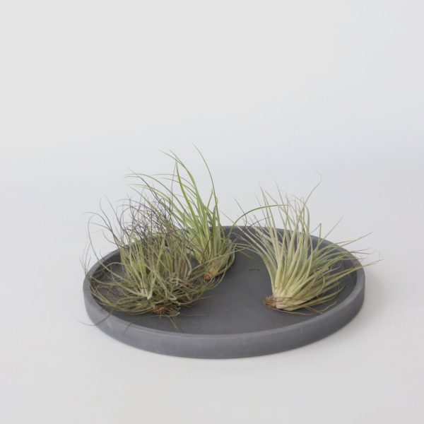 Luchtplantjes - Set van 6 - Tillandsia - Hoogte 5-15cm -⌀5cm