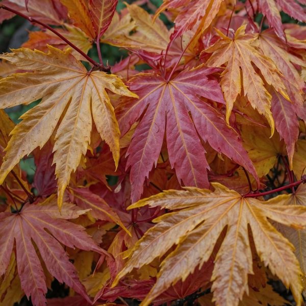 Japanse Esdoorn - Acer palmatum'Orange Dream'- Hoogte 25-40cm -⌀10,5cm