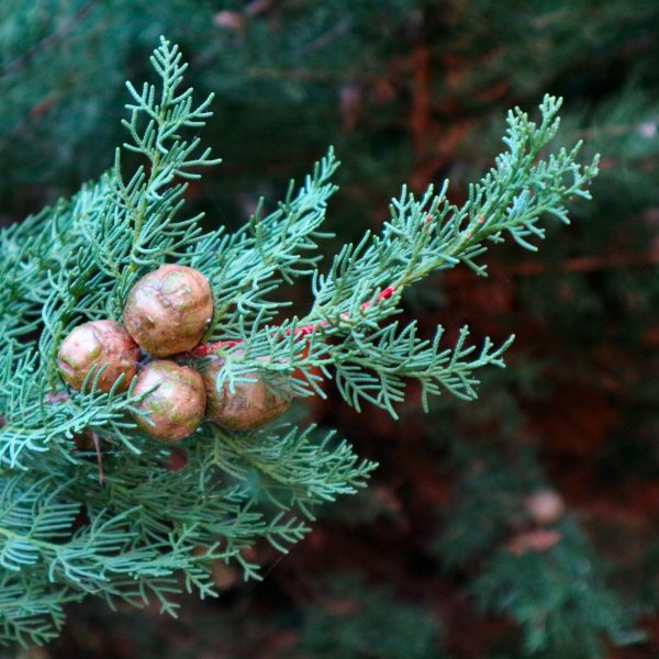 Italiaanse Cipres - Cupressus sempervirens'Totem'- Hoogte 60-80cm -⌀19cm