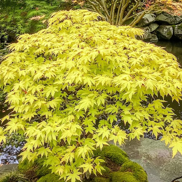 Japanse Esdoorn - Set van 2 - Acer'Cascade Gold'- Hoogte 80-90cm -⌀19cm