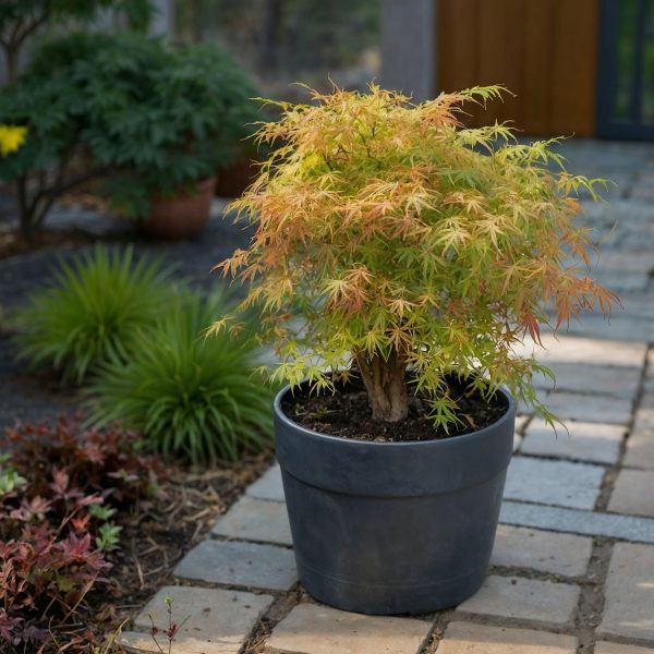 Japanse Esdoorn - Acer palmatum'Katsura'- Hoogte 60-70cm -⌀19cm