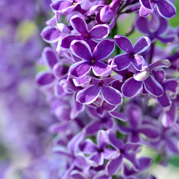 Dwergsering - Syringa'Bloomerang'- Hoogte 55-65cm -⌀19cm