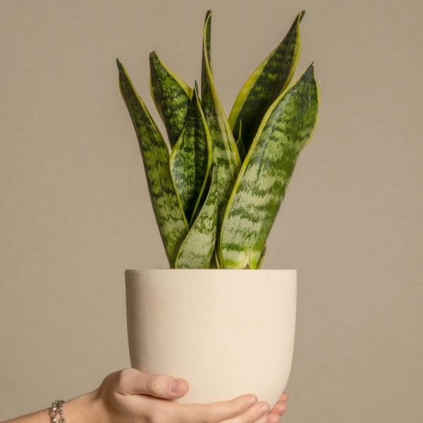 Vrouwentong - Set van 4 - Sansevieria'Futura Superba'- Hoogte 35-40cm -⌀12cm