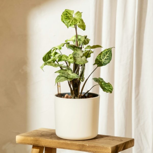 Pijlplant - Set van 3 - Syngonium podophyllum'Pixie'- Hoogte 25-40cm -⌀12cm