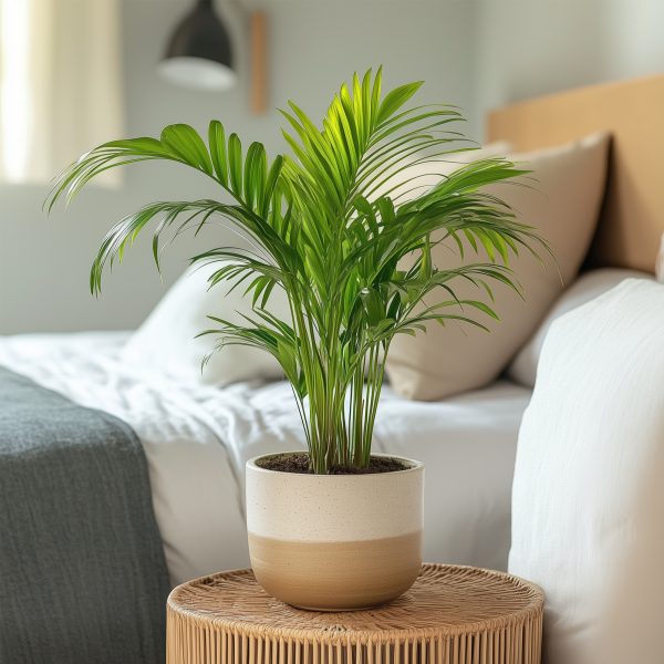 Areca goudpalm - Set van 4 - Dypsis lutescens - Hoogte 30-45cm -⌀12cm