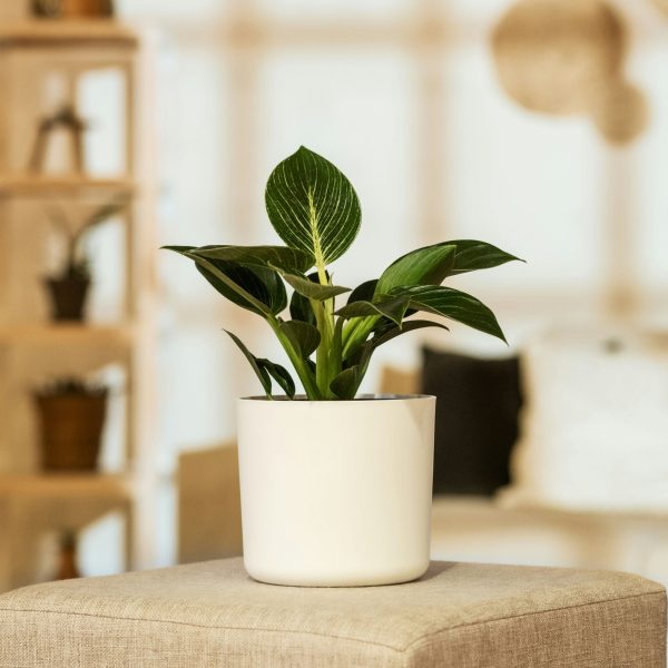 Witte Golfplant - Philodendron'White Wave'- Hoogte 25-40cm -⌀12cm