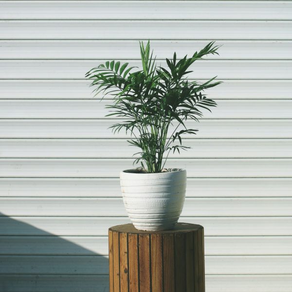 Dwergpalm - Chamaedorea elegans - Hoogte 30-40cm -⌀12cm