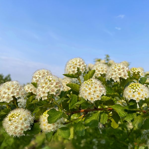 Blaasspirea - Set van 2 - Physocarpus'Dart's Gold'- Hoogte 30-40cm -⌀17cm