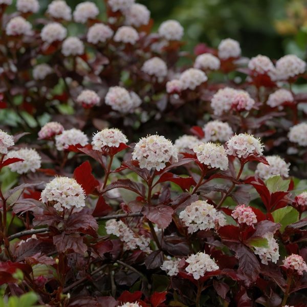 Blaasspirea - Set van 4 - Physocarpus'Lady in Red'- Hoogte 30-40cm -⌀17cm