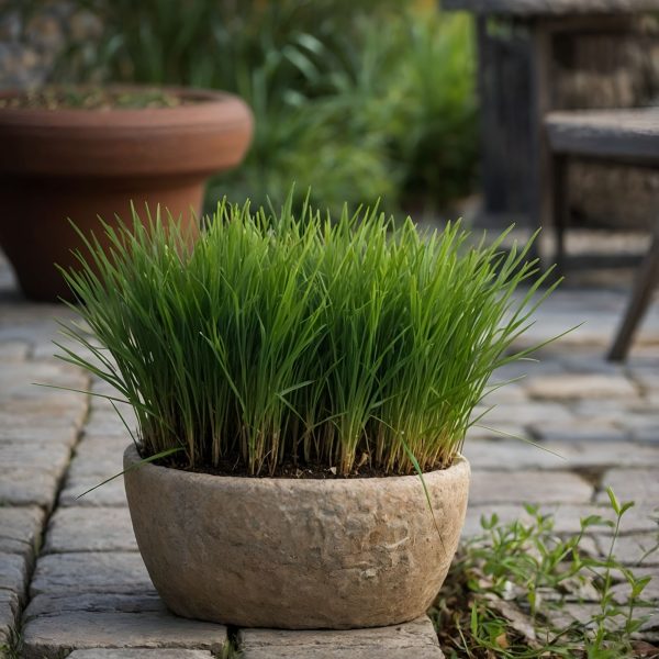 Kattengras - Set van 4 - Cyperus zumula - Hoogte 30-40cm -⌀12cm