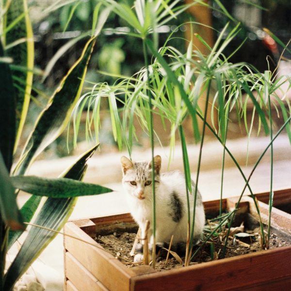 Parapluplant - Set van 4 - Cyperus alternifolius - Hoogte 40-50cm -⌀14cm