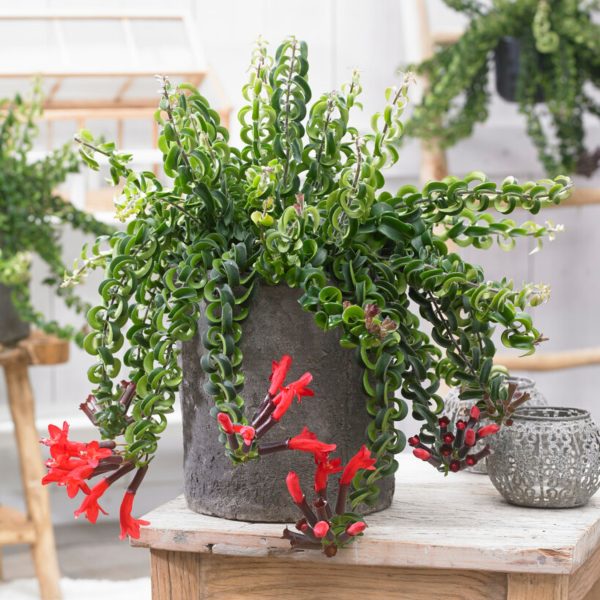 Lippenstiftplant - Aeschynanthus pulcher - Hoogte 20-30cm -⌀15cm