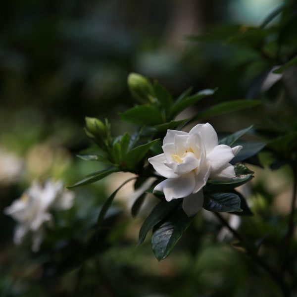 Kaapse jasmijn - Set van 2 - Gardenia jasminoides - Hoogte 20-30cm -⌀13cm