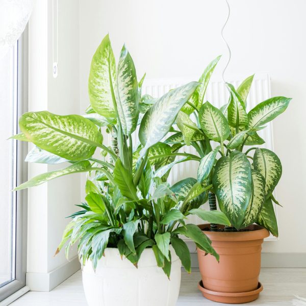 Dief van Bagdad - Dieffenbachia'Tropic'- Hoogte 70-80cm -⌀24cm